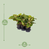 Aglaonema Spring Red - Ø19cm - ↕60cm