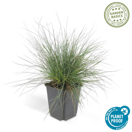 Festuca glauca 'Elijah Bleu' - ↕10-25cm - Ø9cm  - 12x