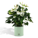 Anthurium Andreanum Namora incl. PURE zinc - 45cm - Ø12