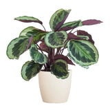 Calathea Medaillon met Viber wit - 65cm - Ø21