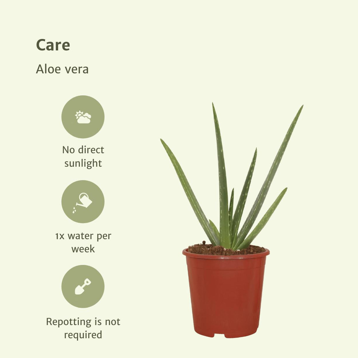 2x Aloe vera - Succulent - 40cm - ø12