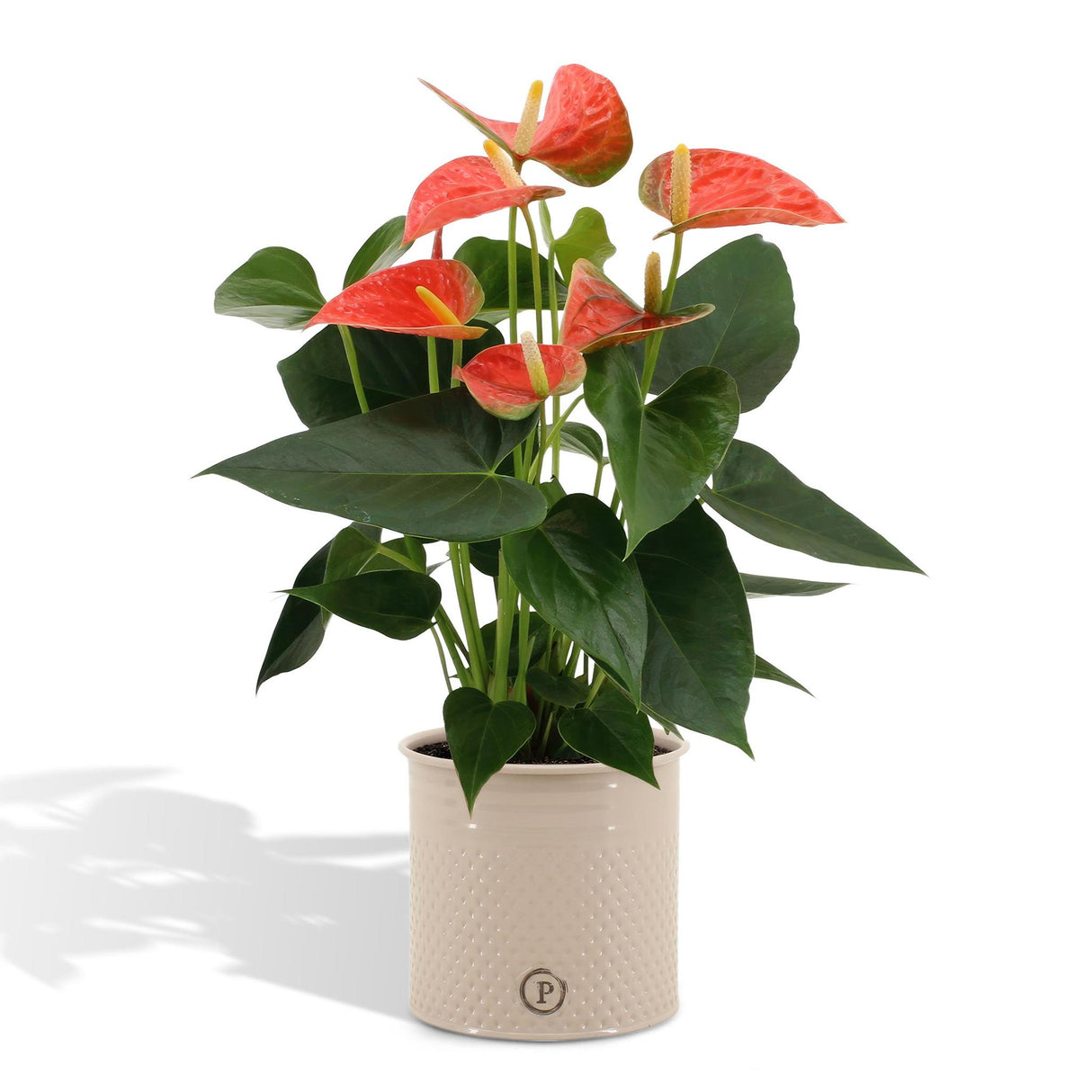 Anthurium andreanum Prince of Orange incl. PURE zinc - 45cm - Ø12