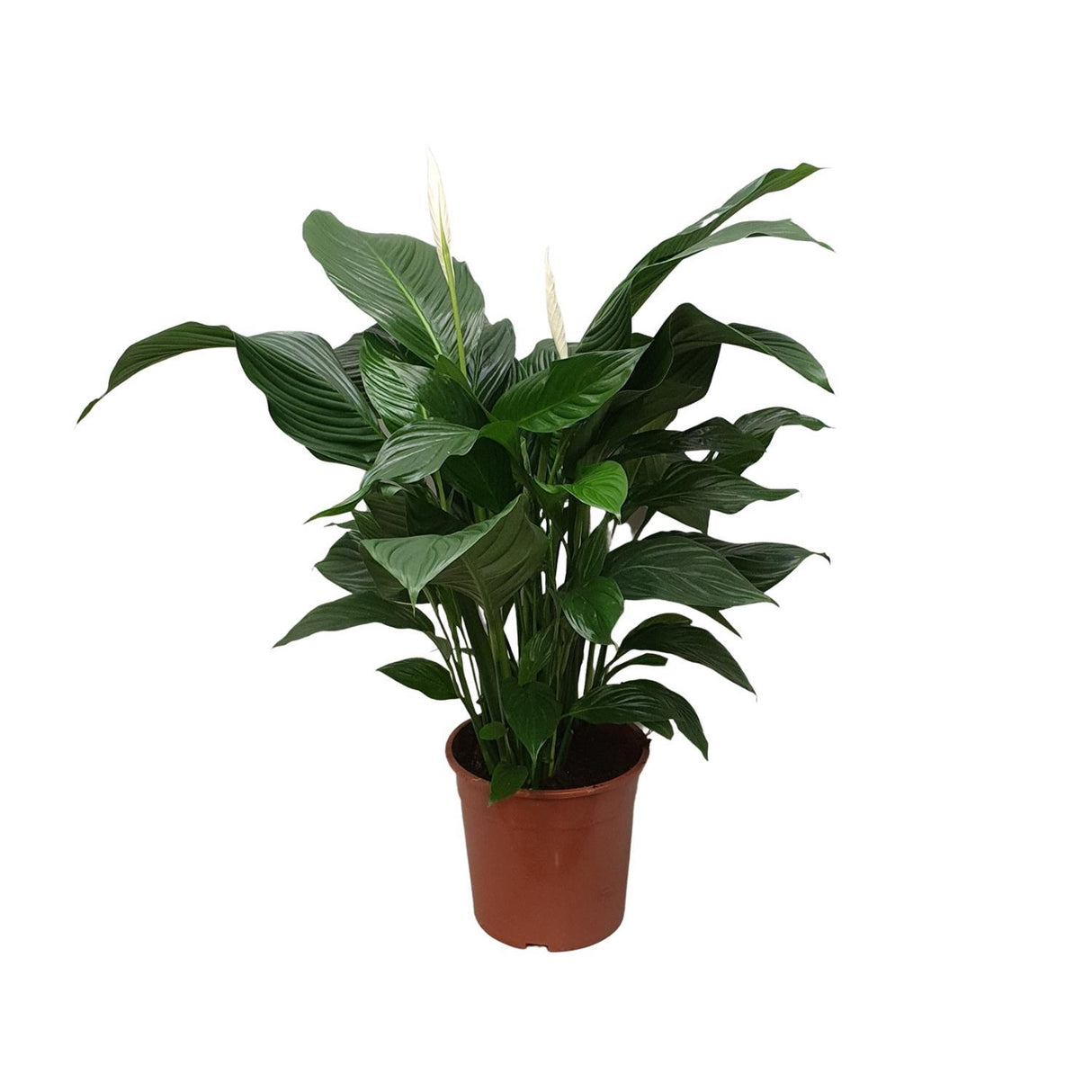 Spathiphyllum Sweet Silvana