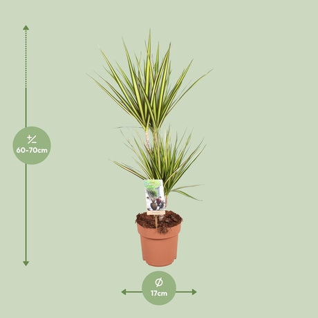 Dracaena Sunray - Ø17cm - ↕70cm