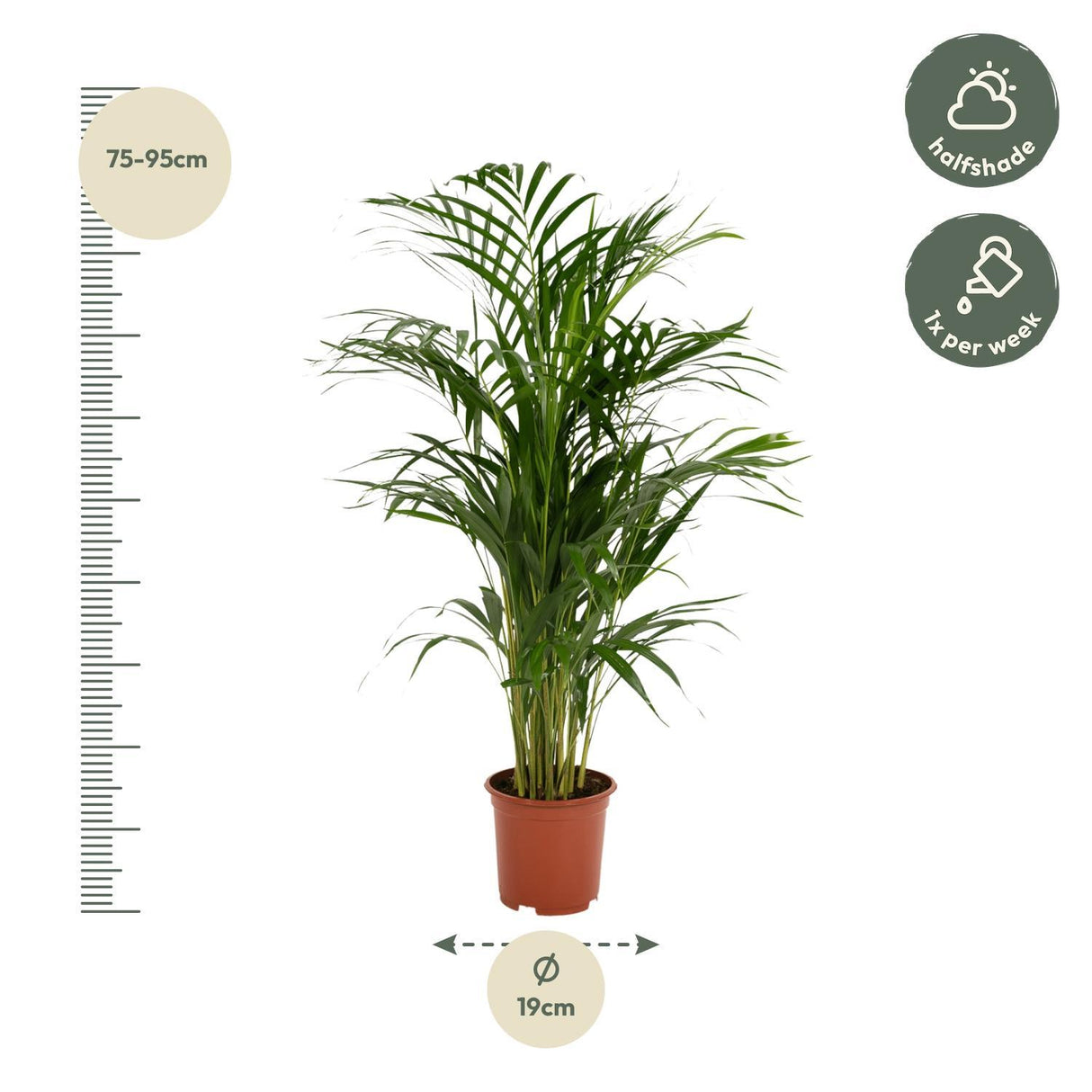 Areca palm - Ø19cm - ↕85cm