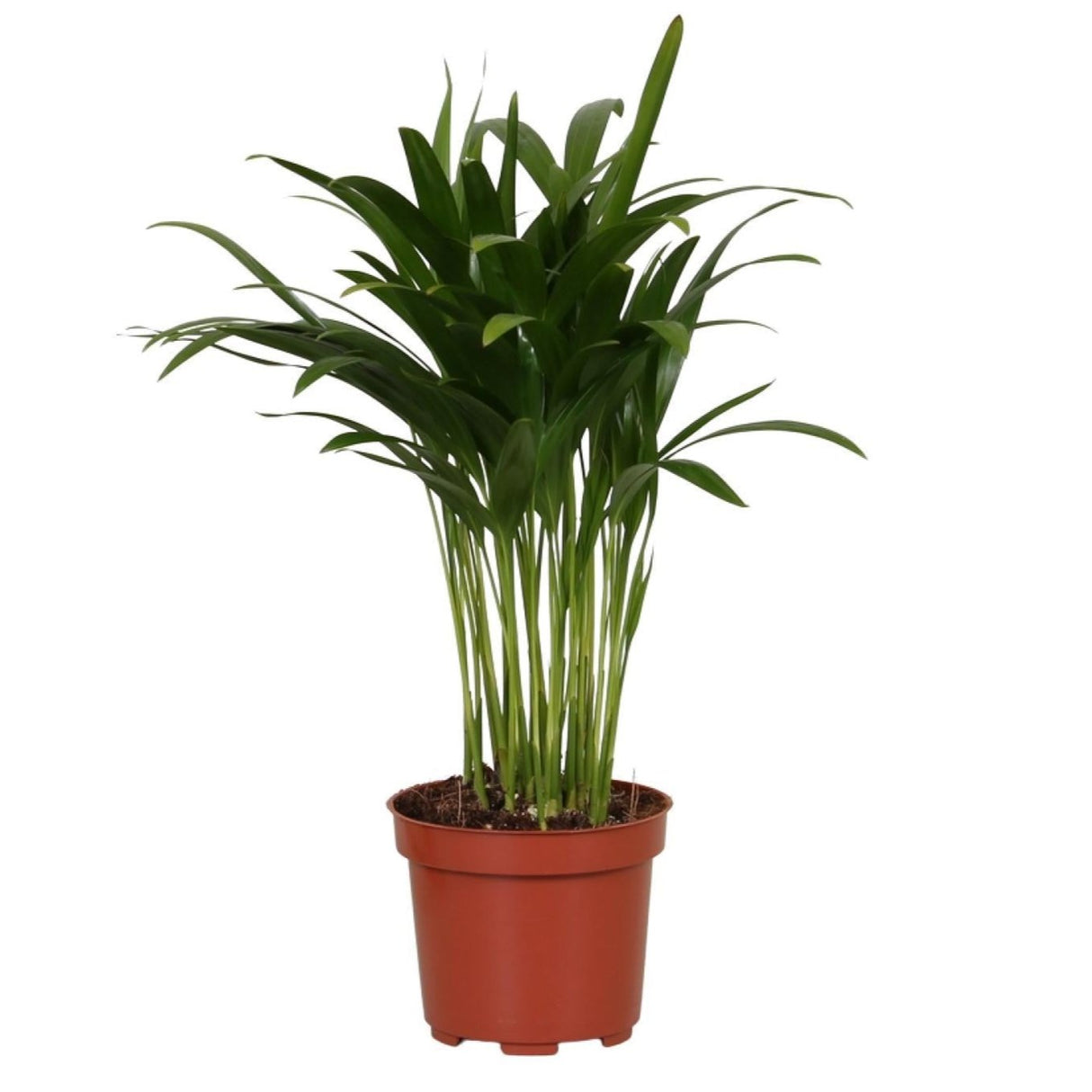 Areca Catechu - Ø12cm - ↕35cm