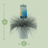 Festuca Glauca Intense Blue