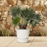 Chamaerops Humilis compact - 120cm - ø80