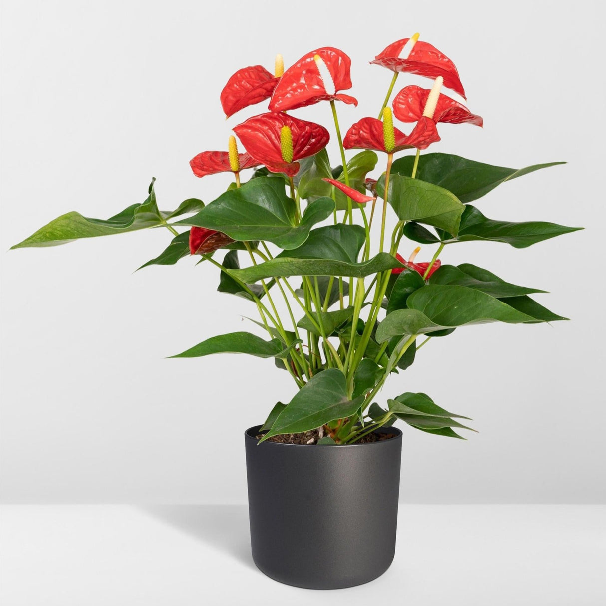 Anthurium Red - Ø17cm - ↕55cm - Ø17 - ↨55cm