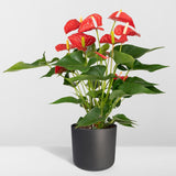 Anthurium Red - Ø17cm - ↕55cm - Ø17 - ↨55cm