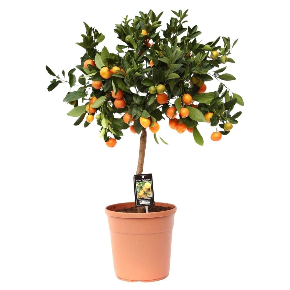 Citrus Calamondin