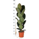 Ficus Elastica Robusta - Ø21cm - ↕90cm i Boule ANTRACIET gryde