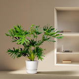 Philodendron Selloum