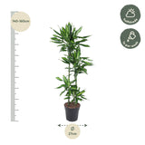 Dracaena Cintho