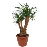 Beaucarnea Nolina - Ø26cm - ↕75cm