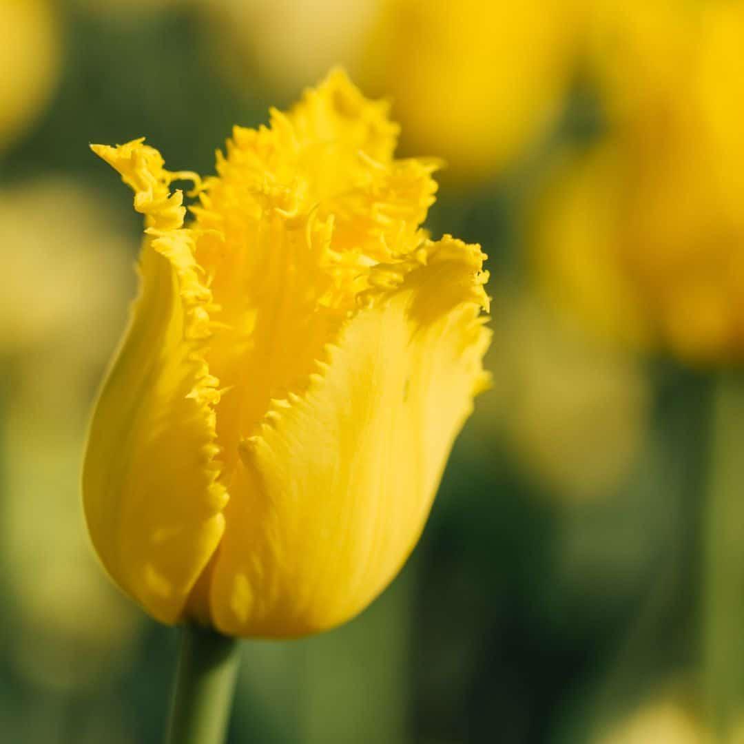 Blomsterløg Amsterdam - Krystalstjerne - 15 bloembollen - Maat 12+