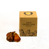 Flowerbulbs Amsterdam - Crystal Star - 15 bloembollen - Maat 12+