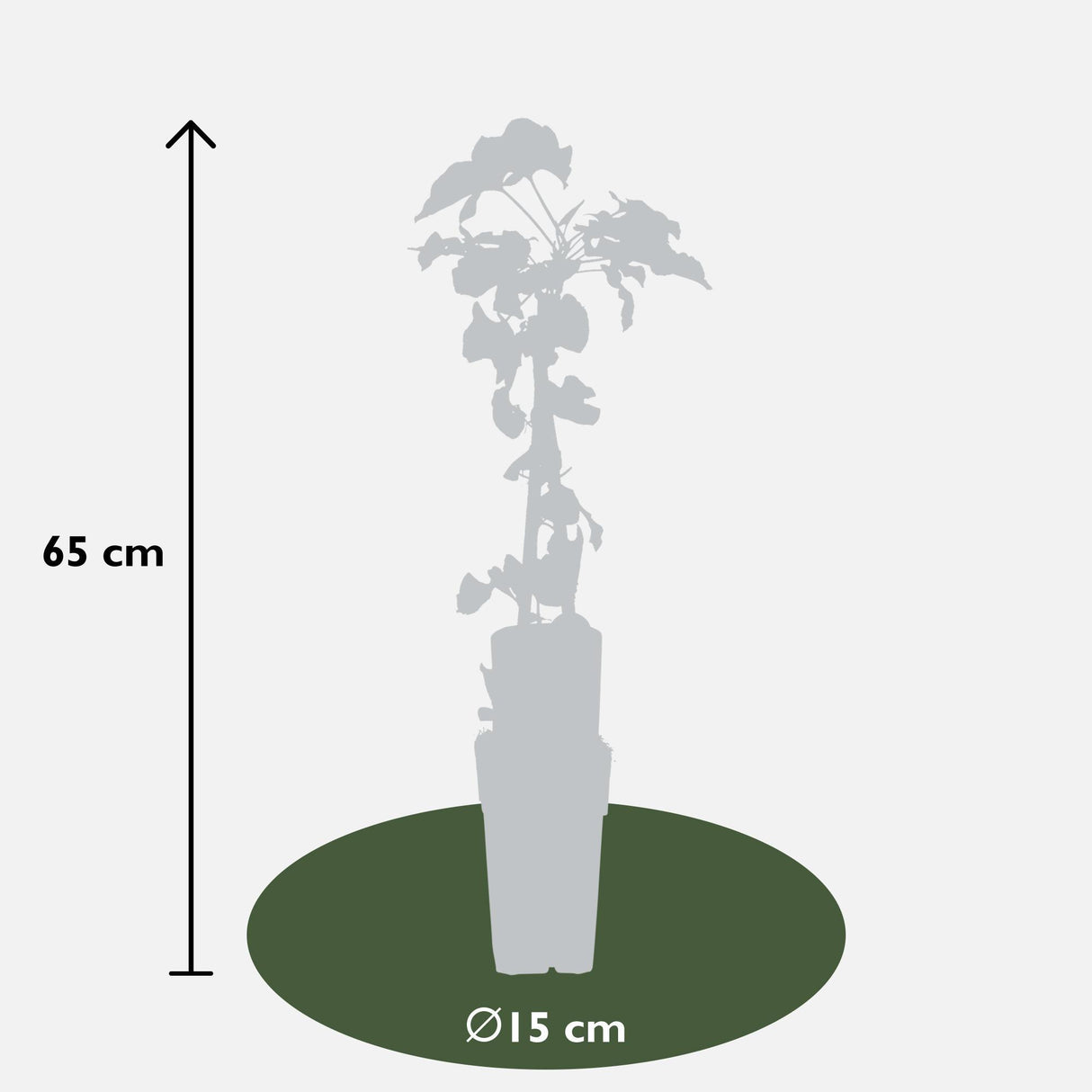 3x - Fallopia baldschuanica - ↨65cm - Ø15