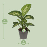 Dieffenbachia Reeva - Ø17cm - ↕50cm