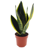 Sansevieria Futura Superba