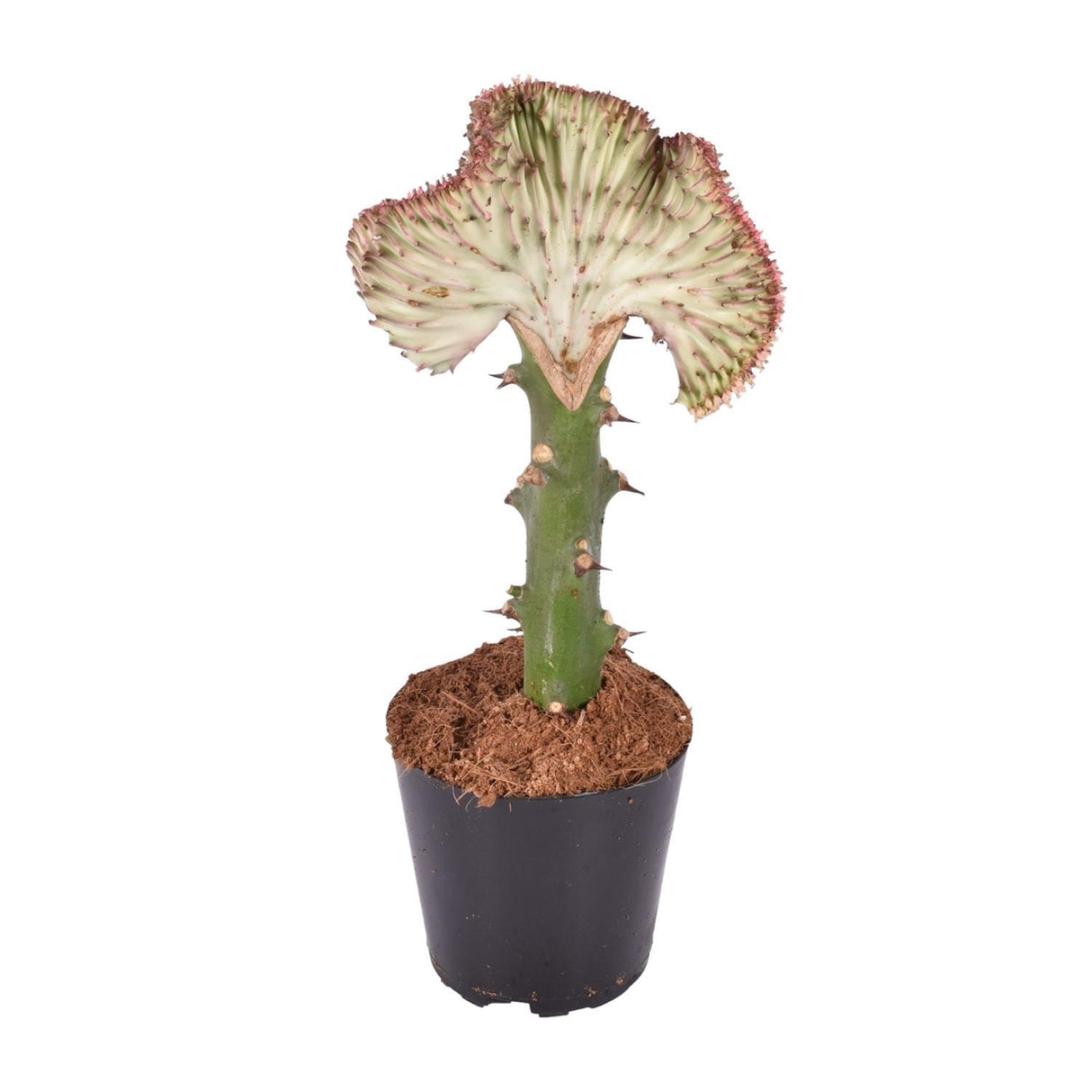 Euphorbia lactea Cristata rood - 30 cm - ø10,5