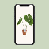 Philodendron Gloriosum