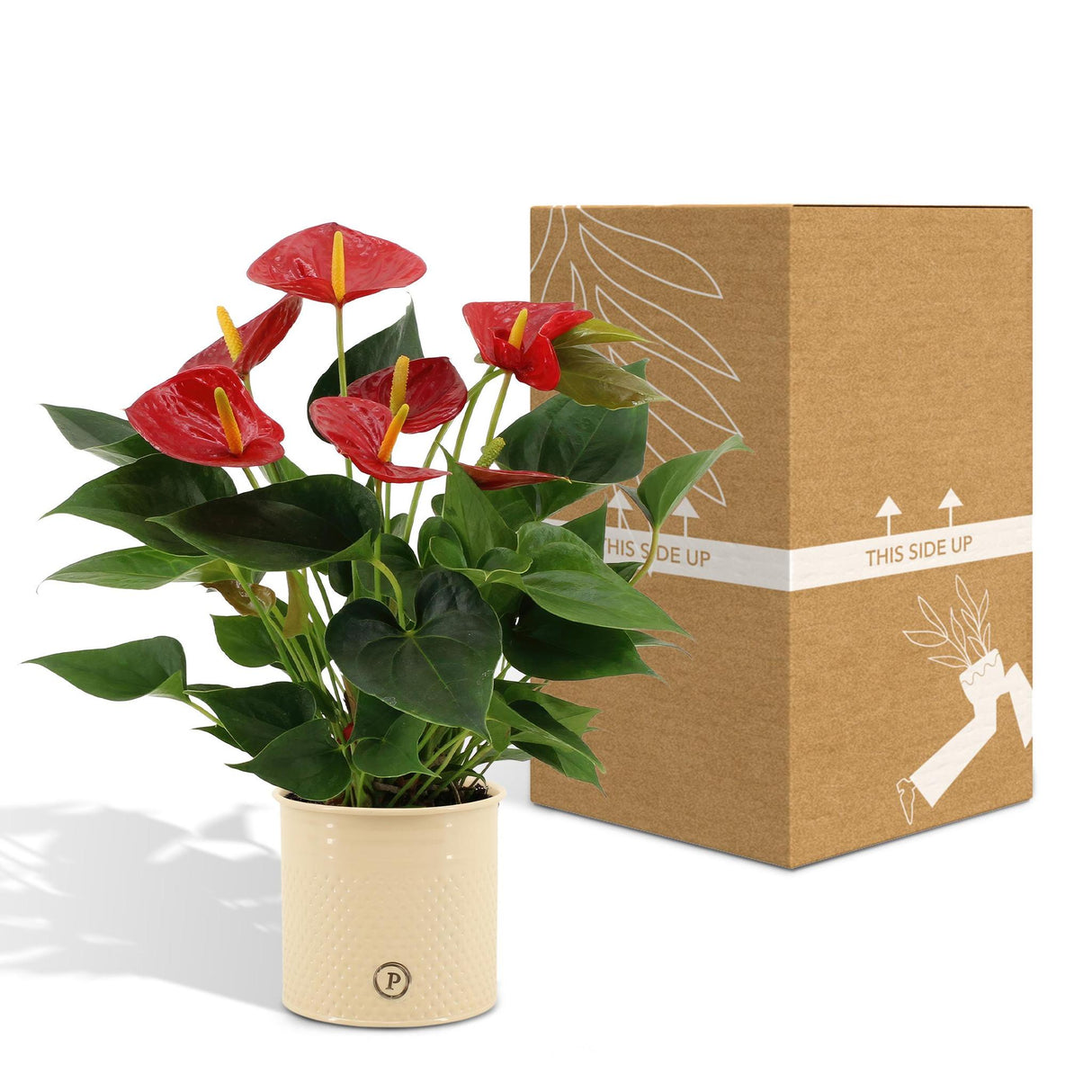 Anthurium andreanum Diamantrød inkl. REN zink - 45cm - Ø12