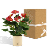 Anthurium andreanum Diamond Red incl. PURE zinc - 45cm - Ø12