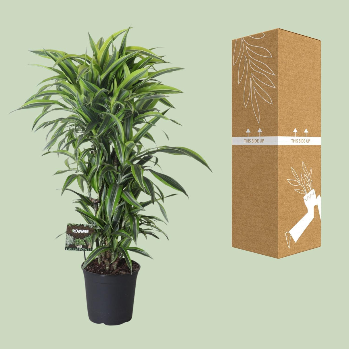 Dracaena Fragrans Lemon Lime Vertakt