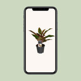 Aglaonema Crete - Ø12cm - ↕50cm