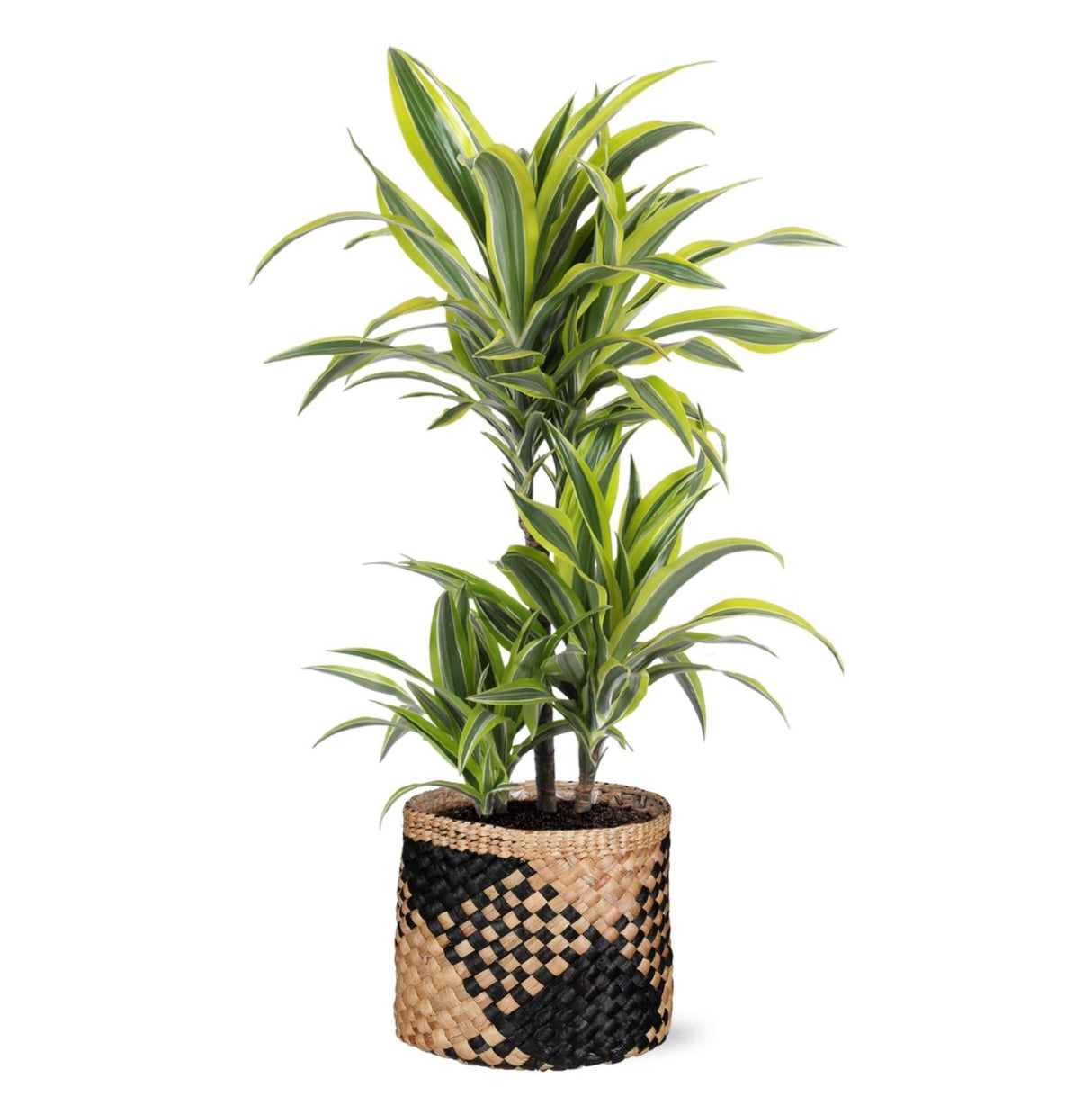 Dracaena Lemon Lime Ø21cm - ↕65cm in Albury BLACK print mand