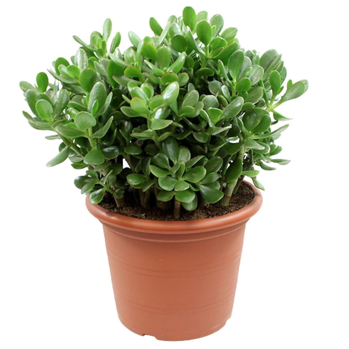 Crassula Ovata - Ø30cm - ↕50cm