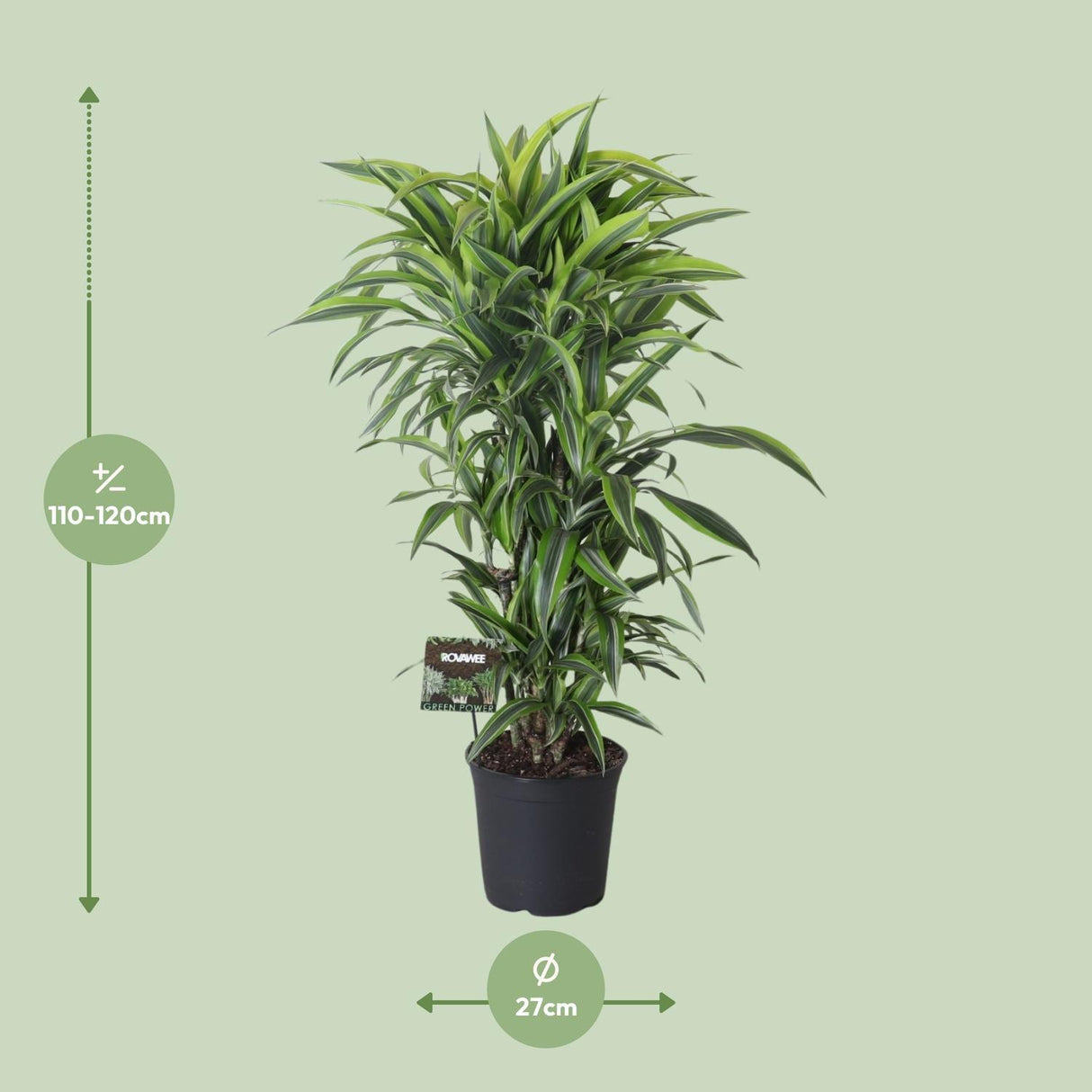 Dracaena Fragrans Citron Lime Vertakt