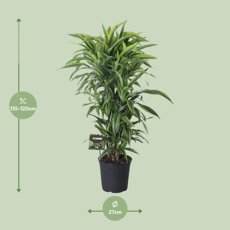 Dracaena Fragrans Lemon Lime Vertakt