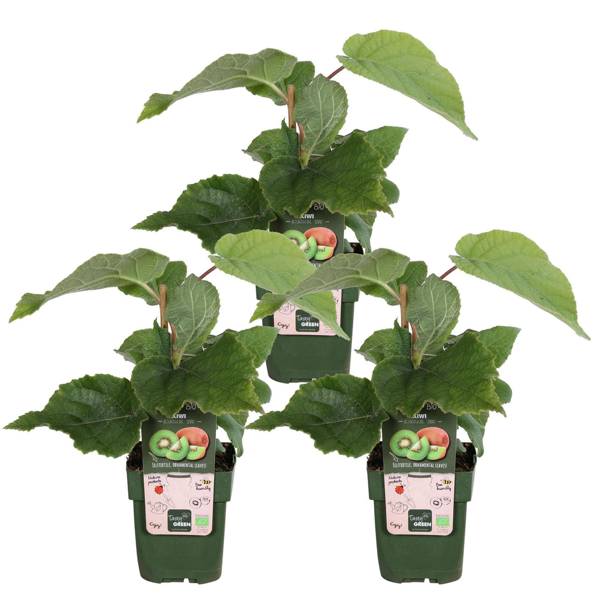 3x - Actinidia delciosioa 'Jenny' - ↨45cm - Ø13