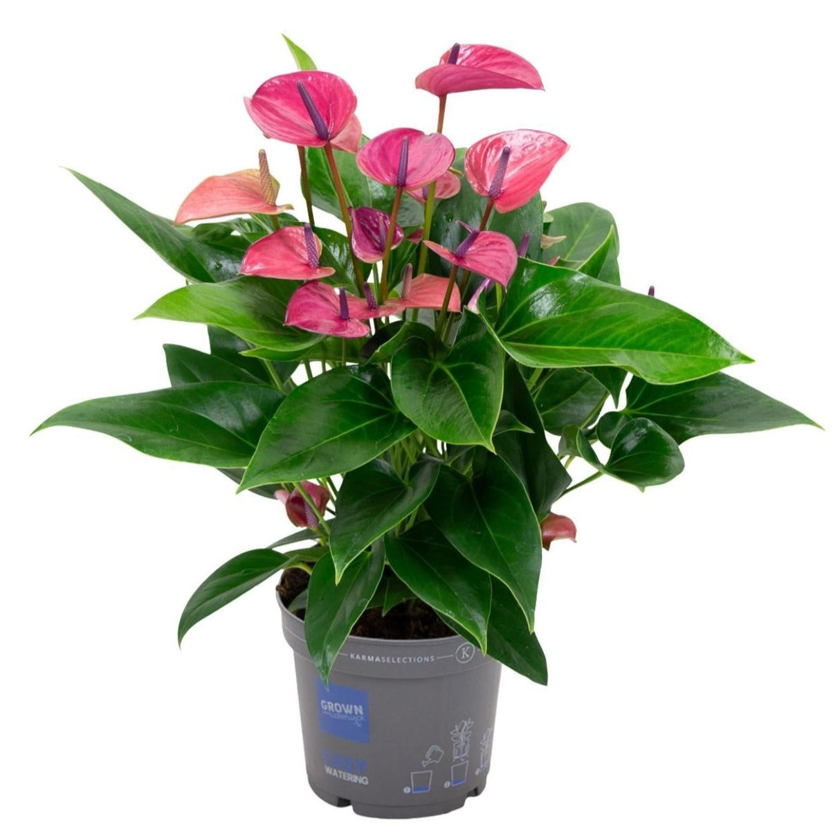 Anthurium KARMA Purple - Ø17cm - ↕50cm