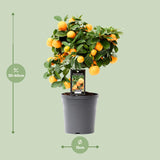 Citrus Calamondin