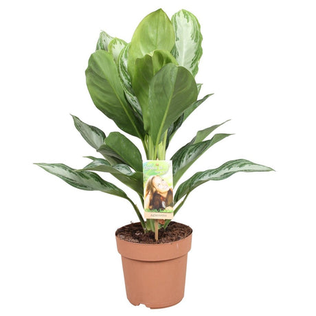 Aglaonema Silver Bay (Chinese Evergreen) in a 17cm pot with a height of 55cm, featuring broad, silvery-green leaves with darker green edges, displayed against a neutral background.