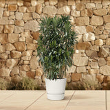 Nerium Oleander struik