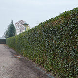 Hedera Hibernica - Ivy - Ready-made Hedge - ↨120 cm