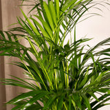 Areca palm - Ø19cm - ↕85cm