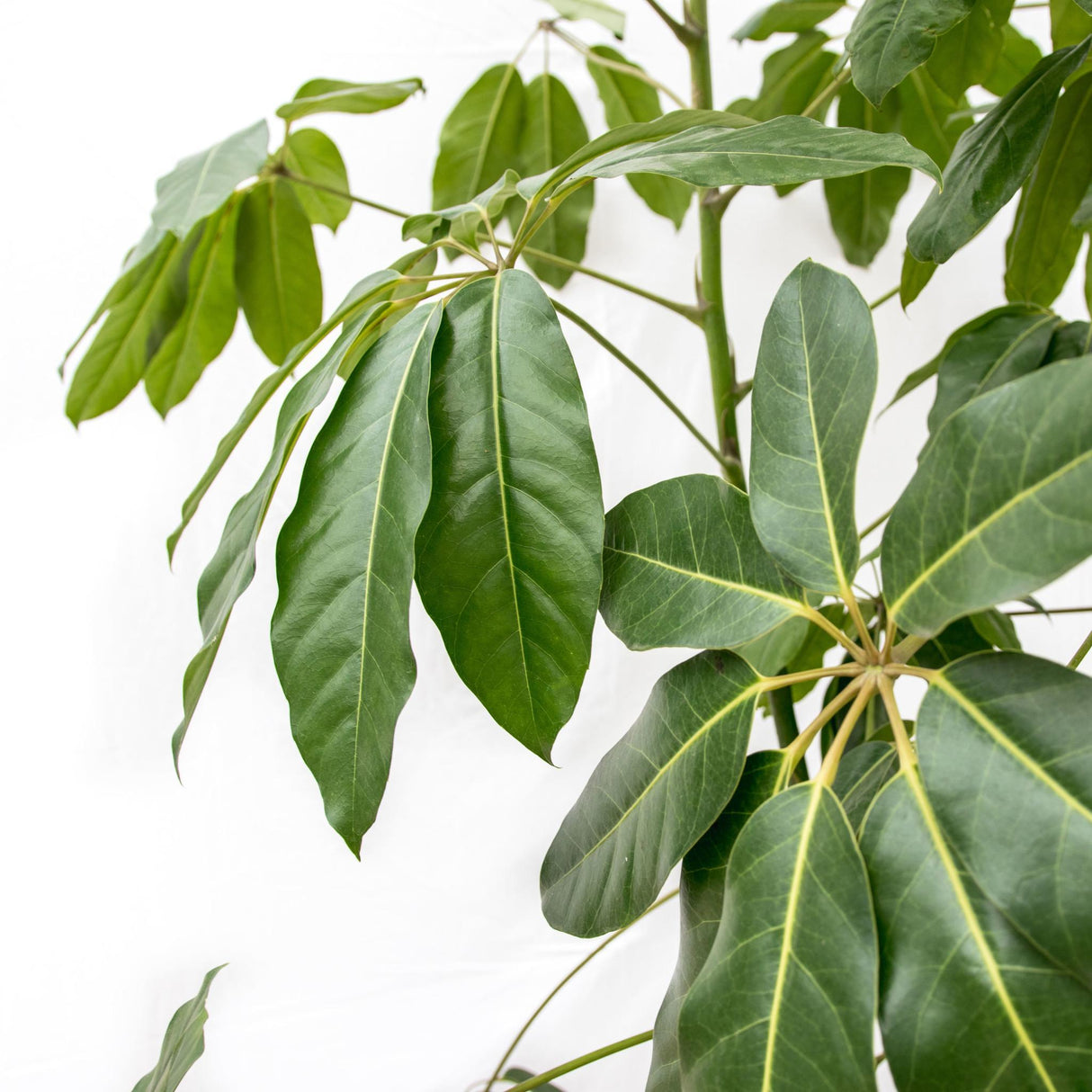 Schefflera Amate XL