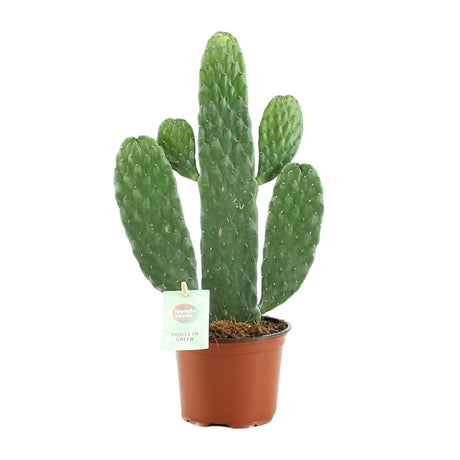 Opuntia Rubescens Consolea