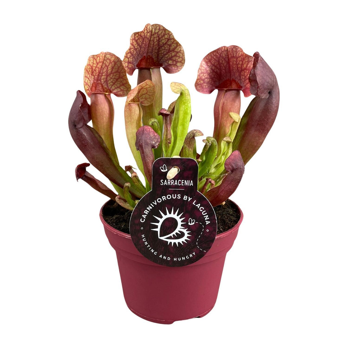 Sarracenia Catesbaei