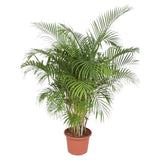 Dypsis Lutescens (Areca Palm)