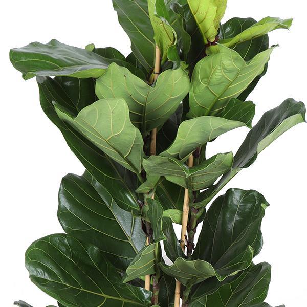 Ficus Lyrata