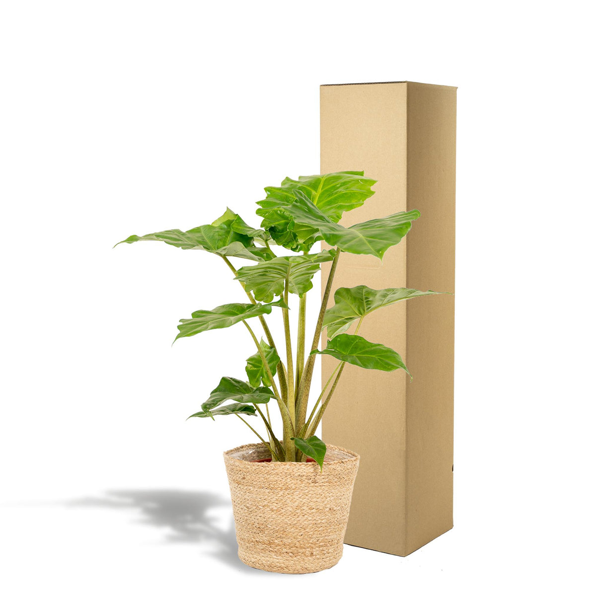 Alocasia Portodora - Ø21cm - ↕80cm + Mand Selin