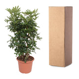 Schefflera Arboricola Compacta vertakt