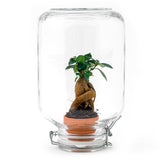 Ficus Ginseng bonsai - Mini-ecosysteem