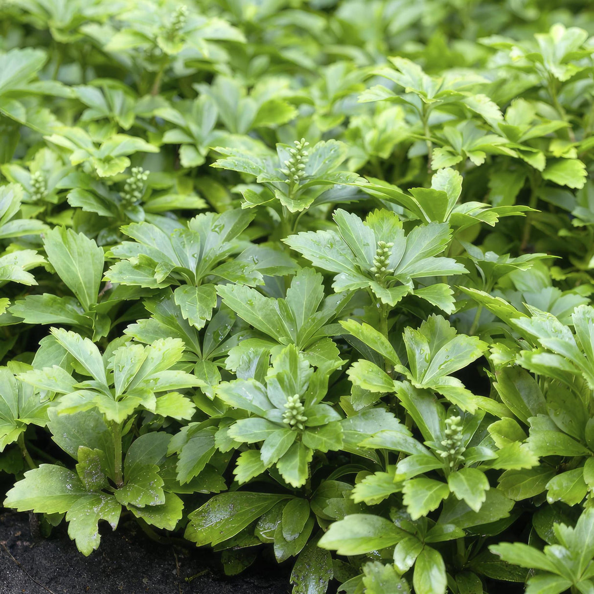 Pachysandra udtryk. 'Grønt tæppe' 